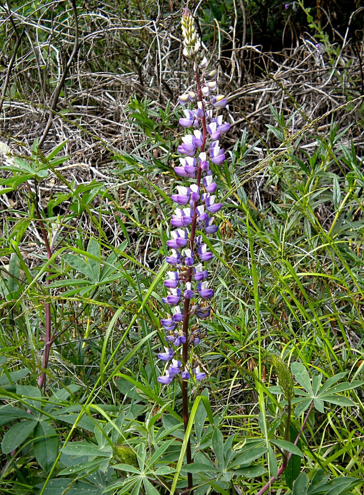 High Resolution Lupinus latifolius Flower
